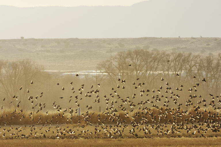 Photo Credit: Wenshu Chen